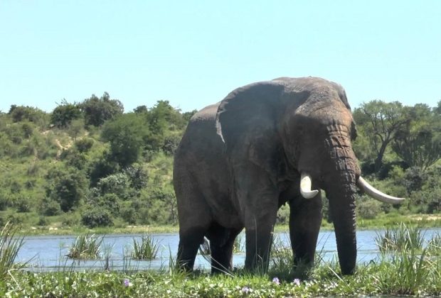 Murchison falls National Park1