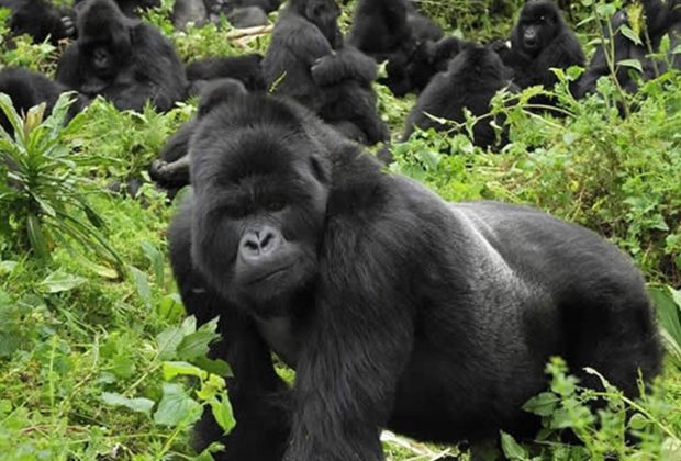 Rwanda Gorilla Tracking4