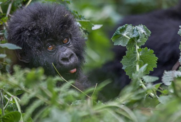 Rwanda Gorilla Tracking5