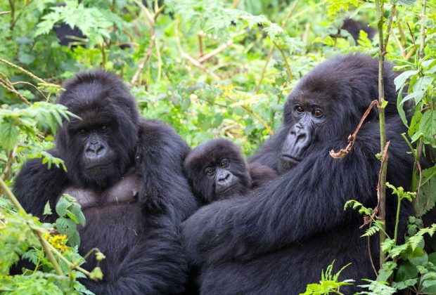 Rwanda Gorilla Tracking6