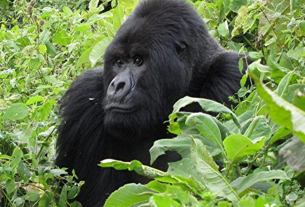 Rwanda Gorilla Tracking7