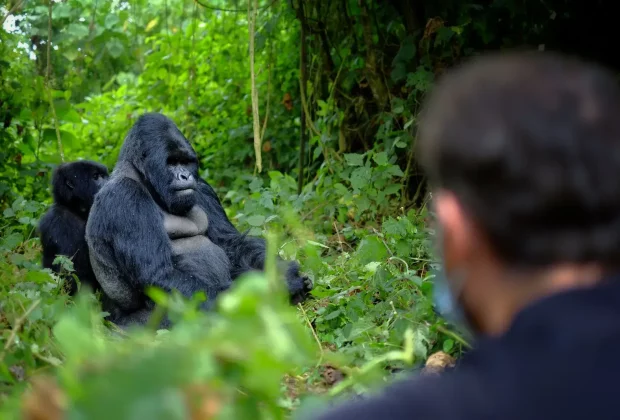 Rwanda Gorilla Tracking8