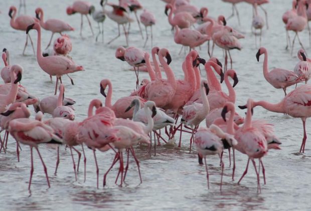 lake manyara bageshi