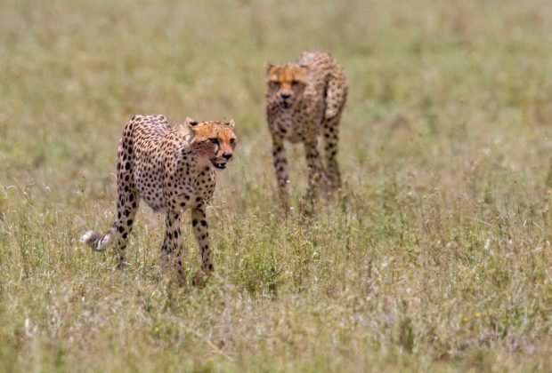 ruaha cheetah