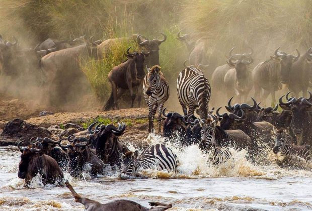 serengeti migration 7 days