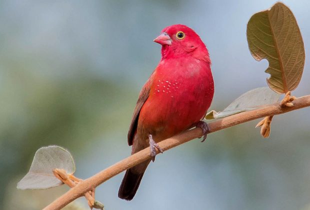 tanzania birding