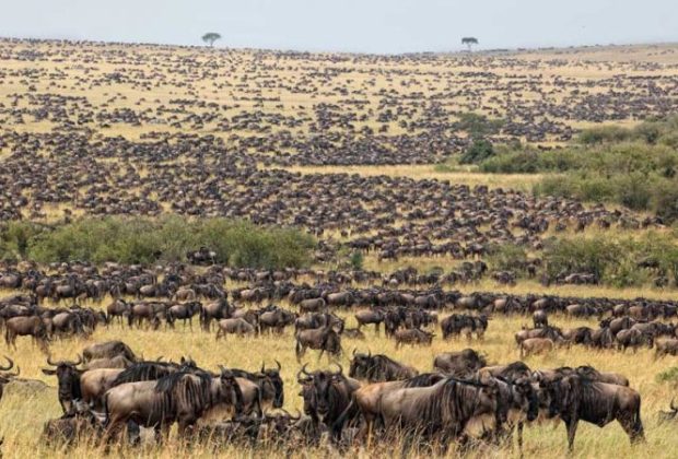 wildebeest migration